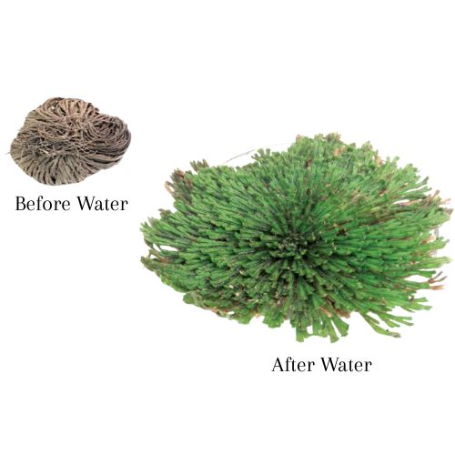 Rose of Jericho Flower – 1 piece (Rosa de Jericó 1 pieza) to bring peace, power and abundance to home