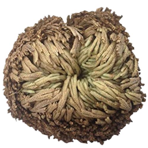 Rose of Jericho Flower – 1 piece (Rosa de Jericó 1 pieza) to bring peace, power and abundance to home