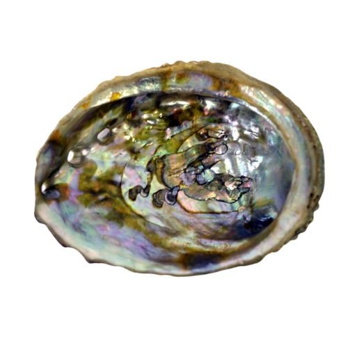 Abalone Shell 3" - 4"L used to burn sage - Shop Cosmic Healing
