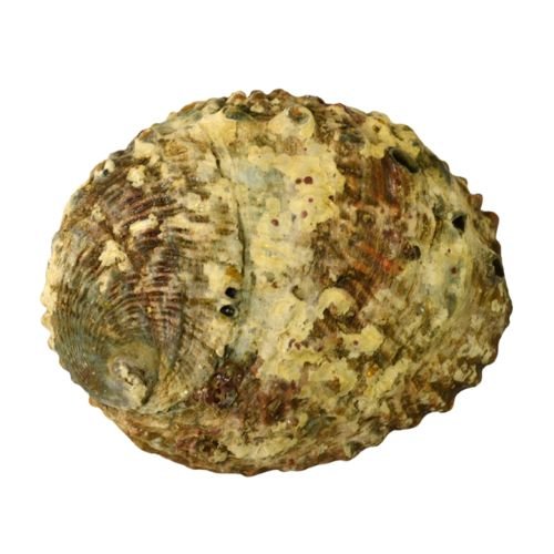 Abalone Shell 3" - 4"L used to burn sage - Shop Cosmic Healing