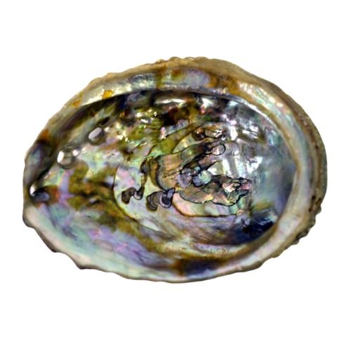 Abalone Shell 3" - 4"L used to burn sage - Shop Cosmic Healing