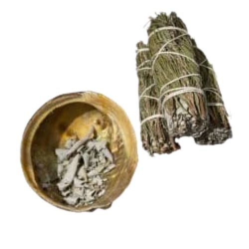 Abalone Shell 3" - 4"L used to burn sage - Shop Cosmic Healing