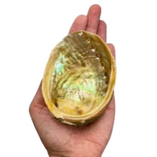 Abalone Shell 3" - 4"L used to burn sage - Shop Cosmic Healing