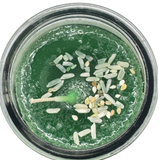Double Luck Green Candle (Velas Misticas Doble Suerte) to attract good luck in gambling, business, or any new adventure