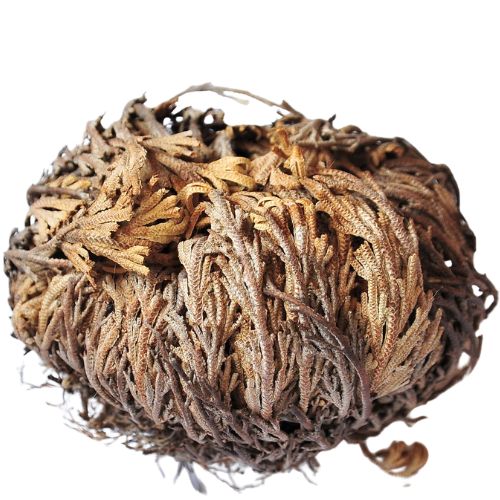 Flor of Jericho | Shop Cosmic Healing
