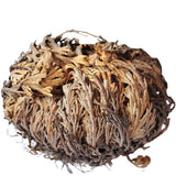 Flor of Jericho | Shop Cosmic Healing