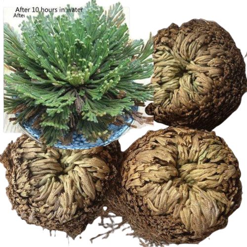 Buy Rose of Jericho Flower | Shop Cosmic Healing
