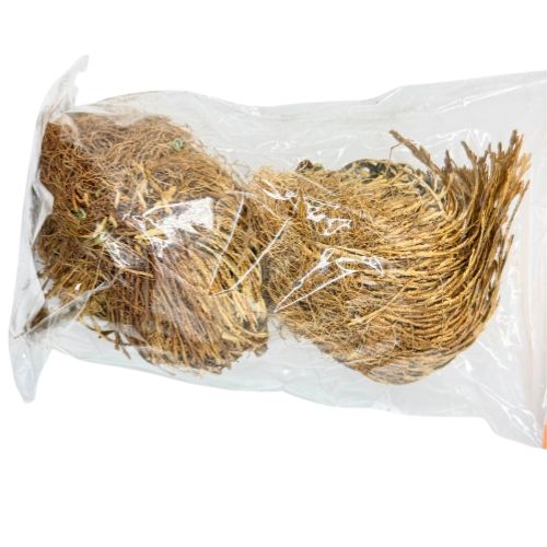 Two dried Rose of Jerico | Shop Cosmic Healing