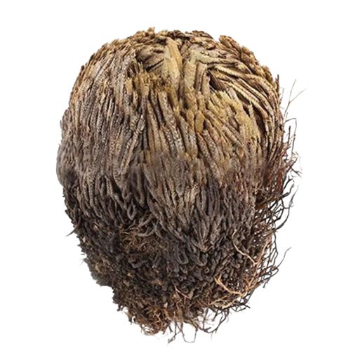 Comprar Rosa de Jerico 2 piezas | Shop Cosmic Healing