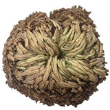 Rose of Jericho Flower | Shop Cosmic Healing