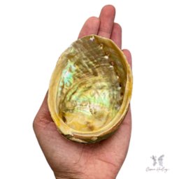 Abalone Shell 3&quot;-4&quot;L - Shop Cosmic Healing