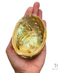 Abalone Shell 3"-4"L - Shop Cosmic Healing