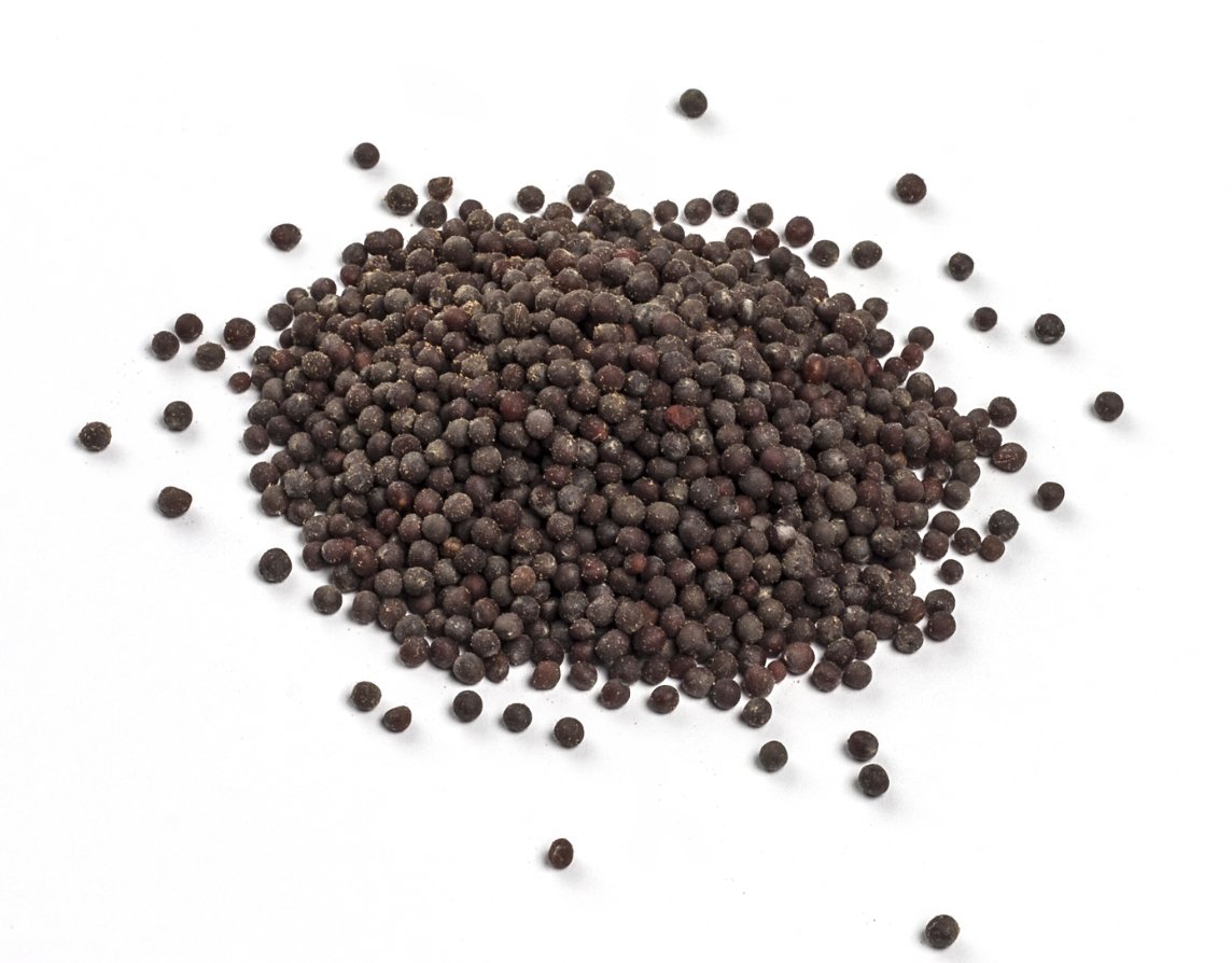 Black Mustard Seeds to cause confusion in enemies, get rid of the devil - Shop Cosmic Healing