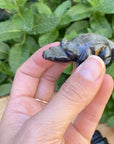Obsidian Mini Alligators Hand Carved- Mexico - Shop Cosmic Healing
