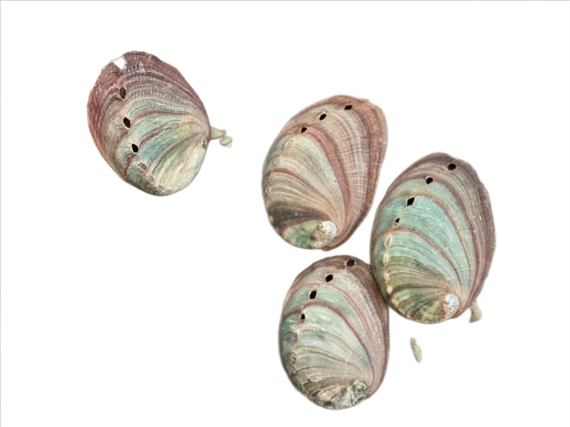Red Abalone Shell Smudging 2-3"L - Shop Cosmic Healing