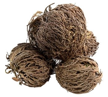Rose of Jericho Flower to bring peace, power and abundance to home - Shop Cosmic Healing
